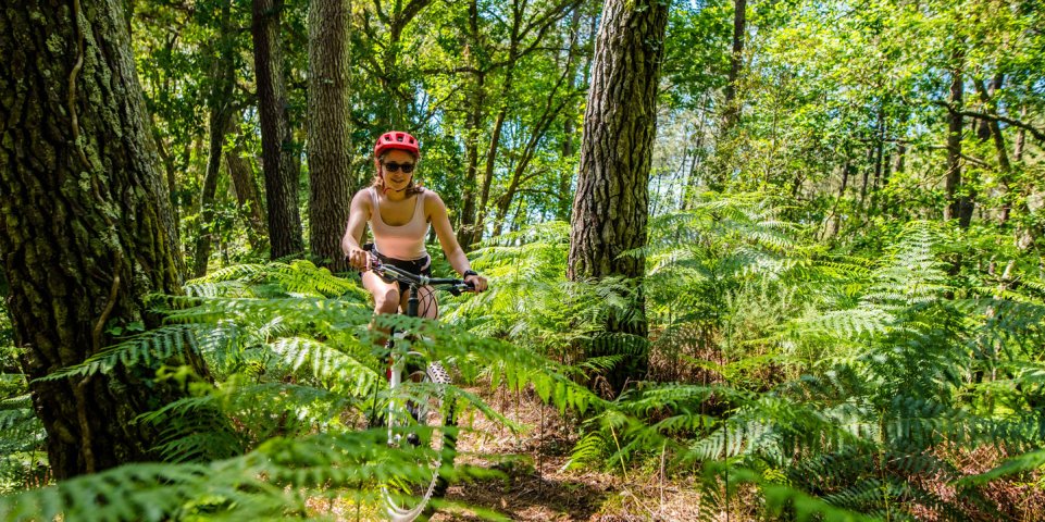 Cycliste dans la forêt, Landes