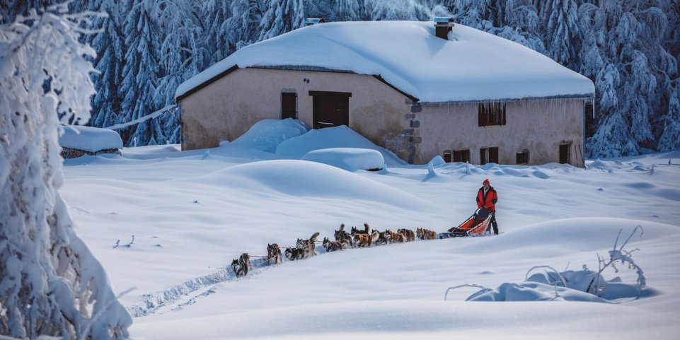 Chiens de traineau dans les Montagnes du Jura