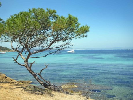 porquerolles-ile-mer-arbre