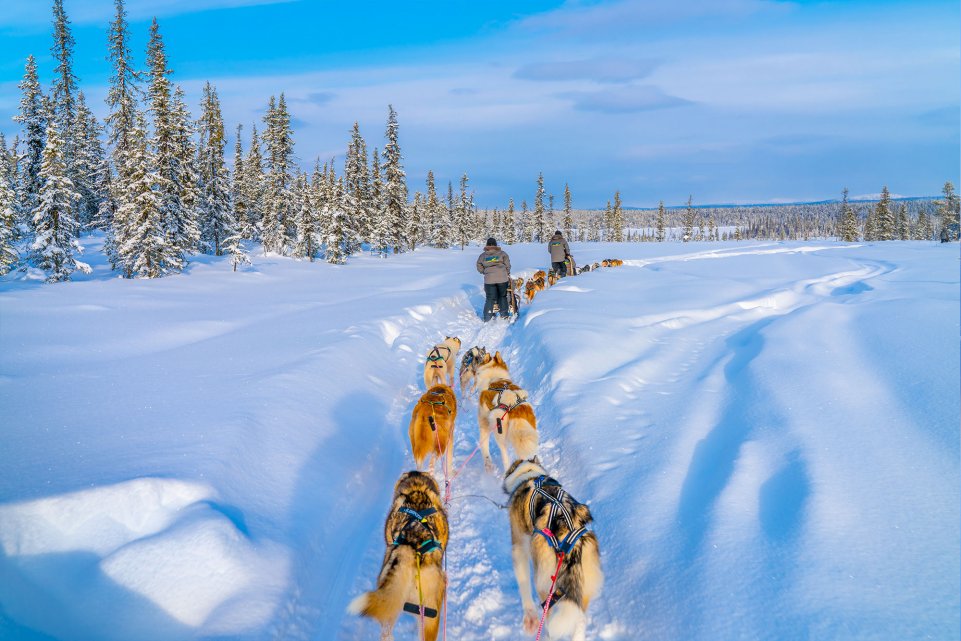 Chien de traineau 