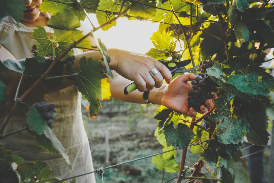 main qui coupe du raisin dans les vignes