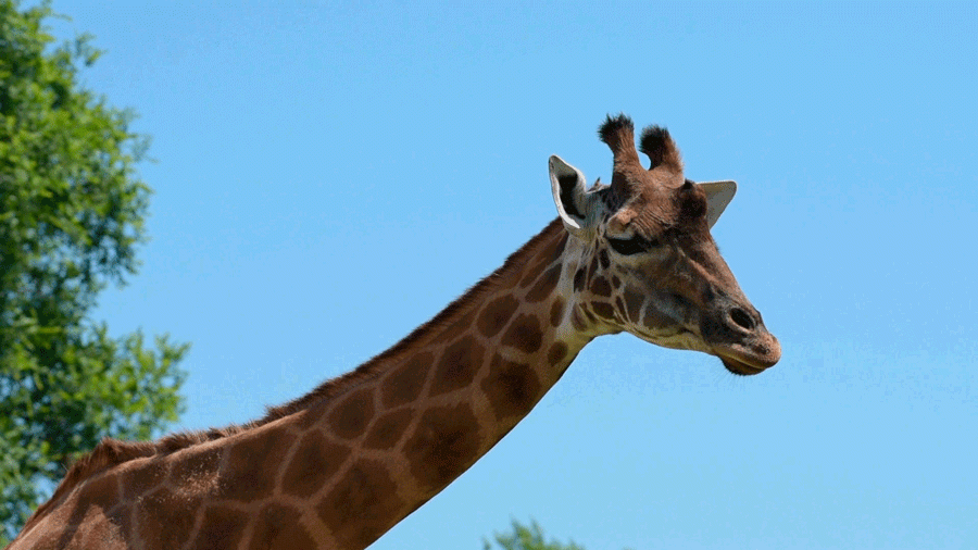 girafe mache gif
