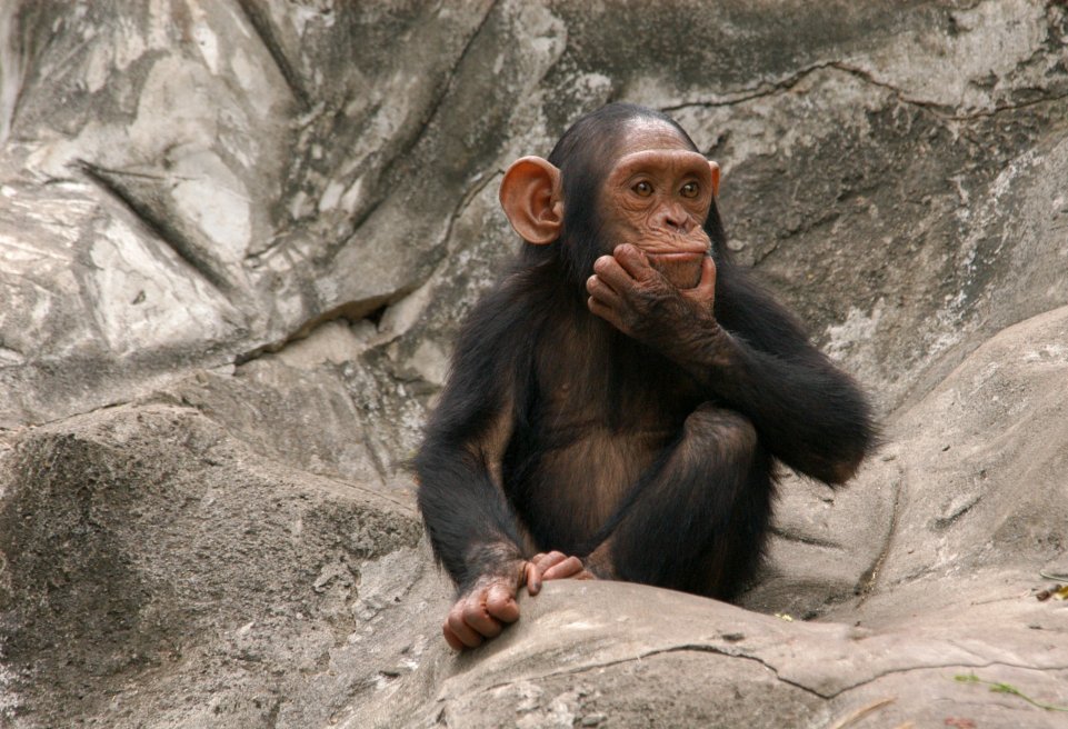 singe pensif