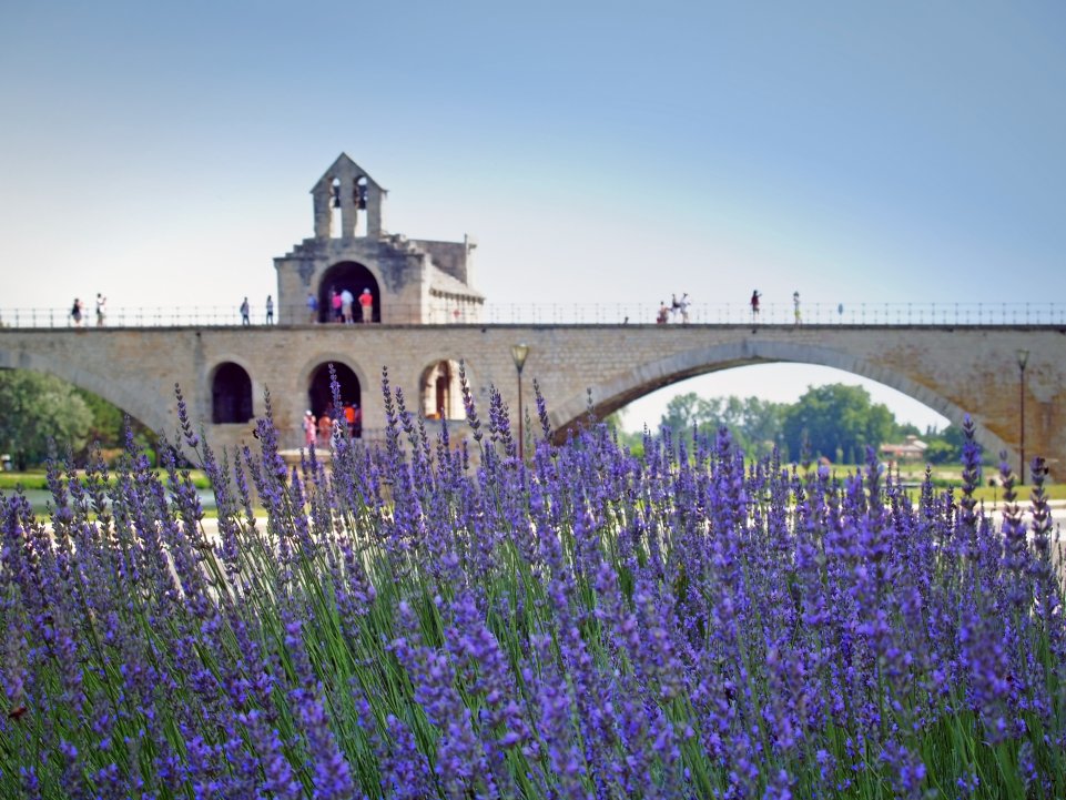 champs de lavande devant pont d'Avignon