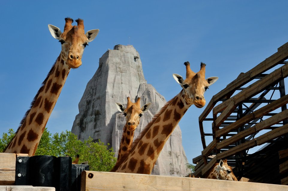 Girafes au Parc Zoologique de Paris