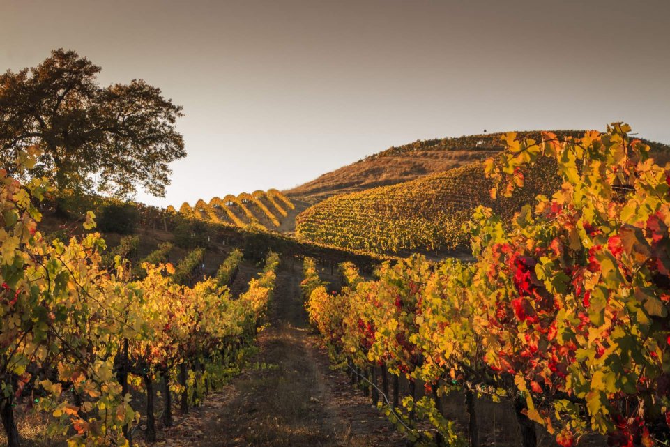 Vignoble vignes Bordeaux coucher de soleil
