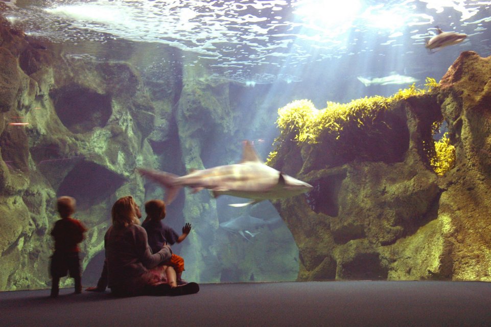 L'aquarium de La Rochelle
