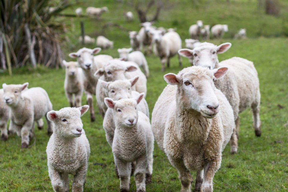 Brebis dans une ferme