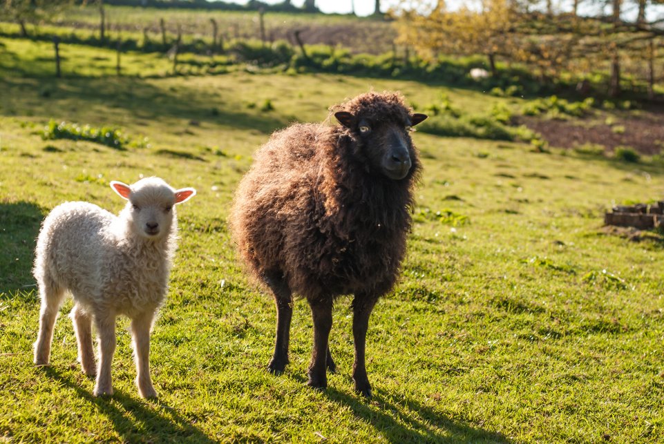 Moutons sauvages