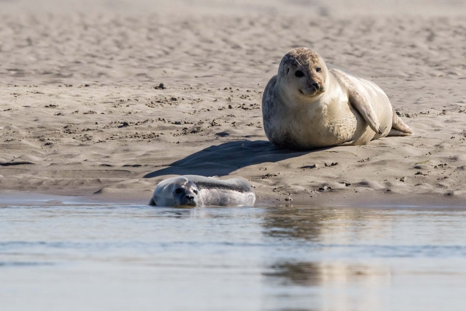 phoques en Baie de Somme