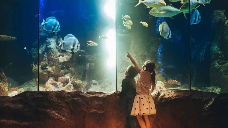 Enfants dans un aquarium, devant les poissons