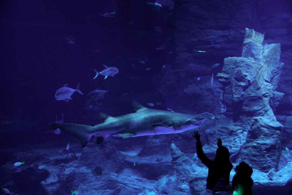 Aquarium de Montpellier Odysseum - enfants devant le bassin des requins