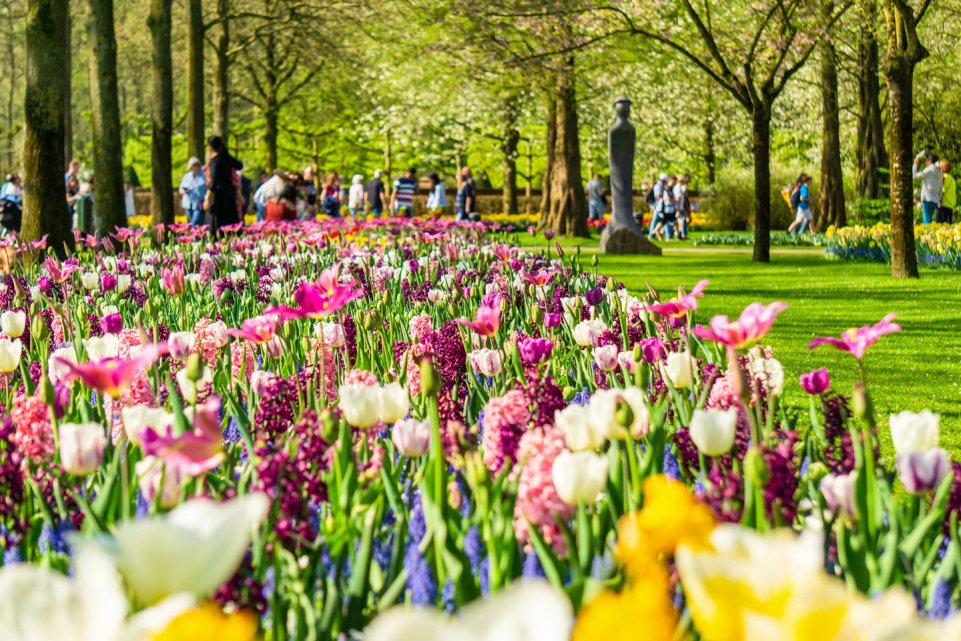 Tulipes à Amsterdam