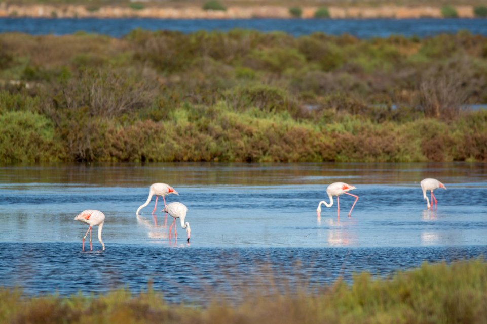 Flamants roses dans les Salins de la presqu'île de Giens