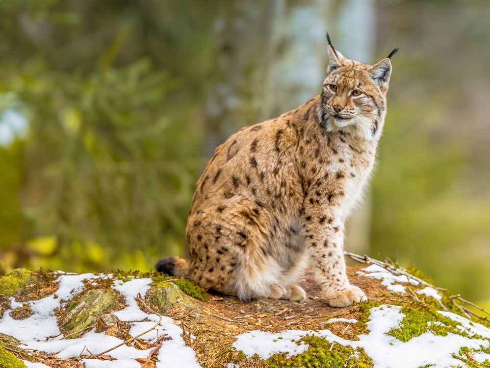 Lynx dans la forêt