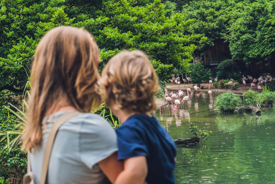 Zoo famille mère et fils flamands roses parc animalier