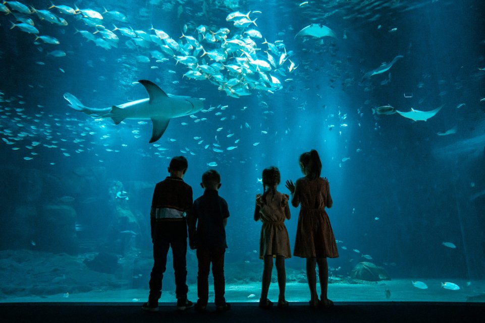 Nausicaá - la grande baie - Boulogne-sur-mer - aquarium